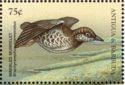 Marbled Murrelet (Brachyramphus marmoratus)